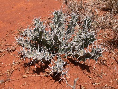 Euphorbia-buruana-Maktau-GPS184-Kenya-2012 PV1519