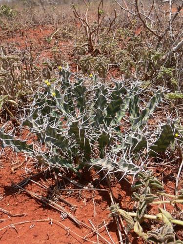 Euphorbia-buruana-Maktau-GPS184-Kenya-2012 PV1534