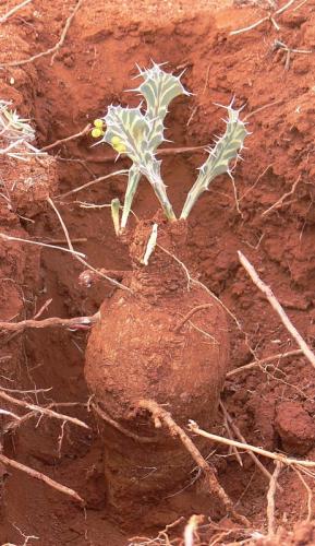 Euphorbia-buruana-Maktau-GPS184-Kenya-2012 PV1539