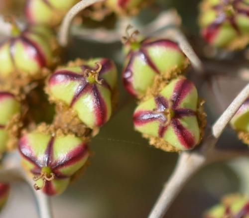 Euphorbia-buruana-Maktau-GPS184-Kenya-2014 1742