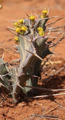 Euphorbia-buruana-Maktau-GPS185-Kenya-2014-Christian-IMG 4209