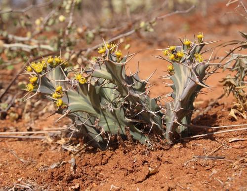 Euphorbia-buruana-Maktau-GPS185-Kenya-2014-Christian-IMG 4210