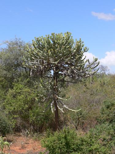 Euphorbia-bussei-v-kibwezensi-Kazi-Kazi-na-Kirititi-u-GPS167-Kenya-2012 PV0394