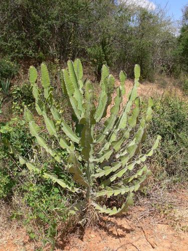 Euphorbia-bussei-v-kibwezensi-Kazi-Kazi-na-Kirititi-u-GPS167-Kenya-2012 PV0397