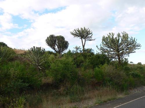 Euphorbia-bussei-v-kibwezensis-Meru-to-Isiolo-Kenya-2012 PV0435