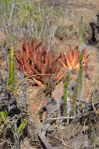 Euphorbia-classenii-Euphorbia-heterochroma-v-tsavoensis-Aloe-classenii-Kasigau-GPS183-Kenya-2014 1669