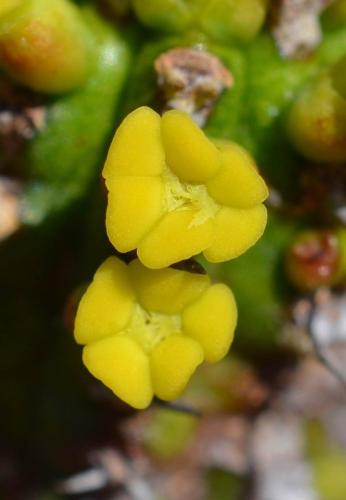 Euphorbia-classenii-Kasigau-GPS183-Kenya-2014 1651