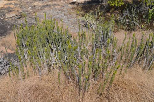 Euphorbia-classenii-Kasigau-GPS183-Kenya-2014 1664