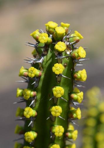 Euphorbia-classenii-Kasigau-GPS183-Kenya-2014 1686