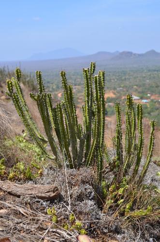 Euphorbia-classenii-Kasigau-GPS183-Kenya-2014 1698