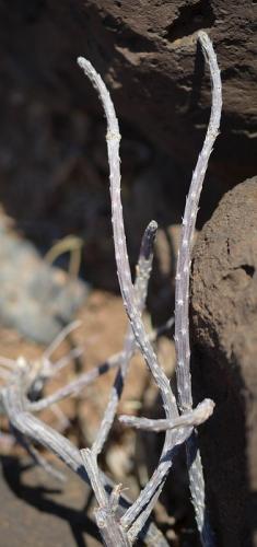 Euphorbia-cryptospinosa-Marsabit-severne-16km-GPS173-Kenya-2014 0578