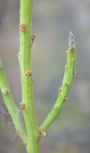 Euphorbia-cryptospinosa-N-Marsabit-GPS173 03