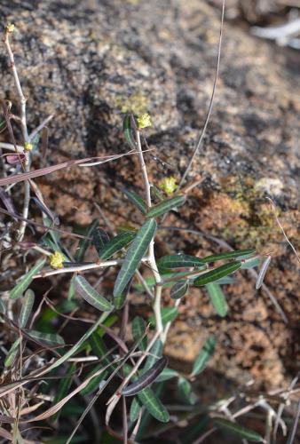 Euphorbia-cuneata-Kasigau-GPS183-Kenya-2014 1710