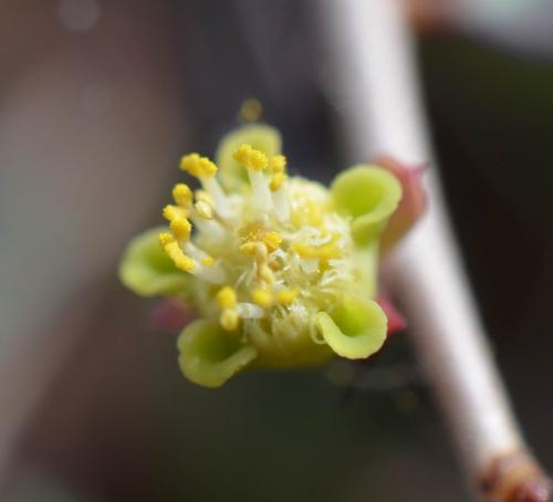 Euphorbia-cuneata-Kasigau-GPS183-Kenya-2014 1717