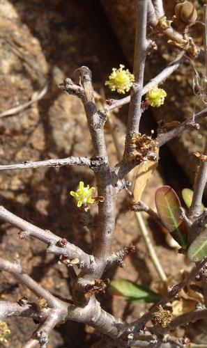 Euphorbia-cuneata-Kasigau-Kenya-2014-Christian-DSC01284