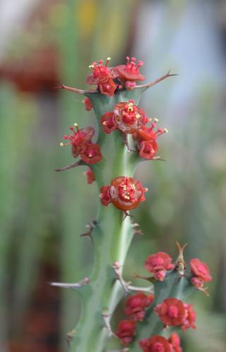 Euphorbia-fluminis-04