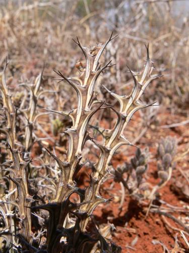 Euphorbia-furcata-Maktau-GPS184-Kenya-2012 PV1501