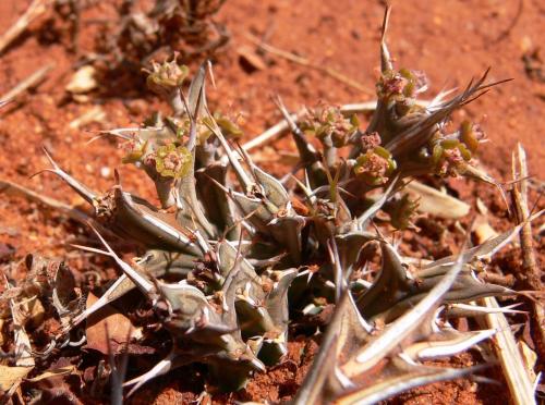 Euphorbia-furcata-Maktau-GPS184-Kenya-2012 PV1514