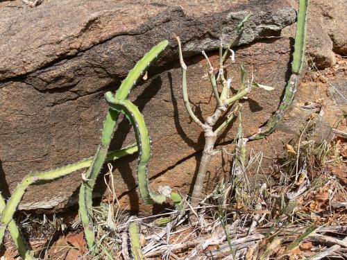 Euphorbia-goetzei-PV2477-Euphorbia-heterochroma-Ghazi-GPS163-Kenya-2012 PV0127