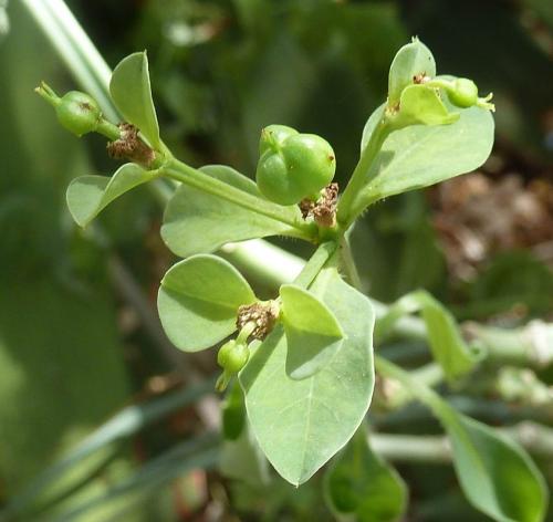 Euphorbia-goetzei-PV2477-Ghazi-GPS163-Kenya-2012-Kazungu-P1000383