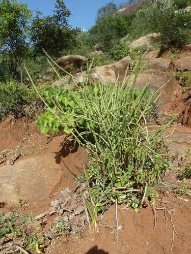 Euphorbia-gossypina-Ghazi-GPS163-Kenya-2012-Kazungu-P1000385