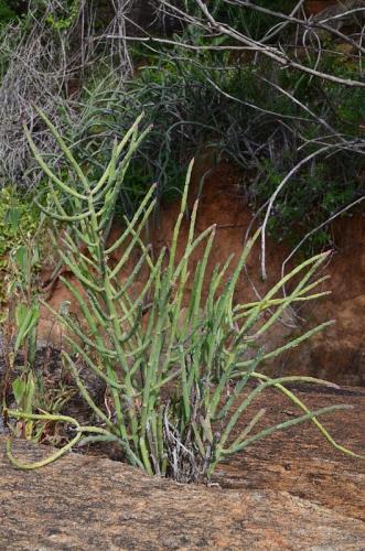 Euphorbia-gossypina-Ghazi-Kenya-2014 0061