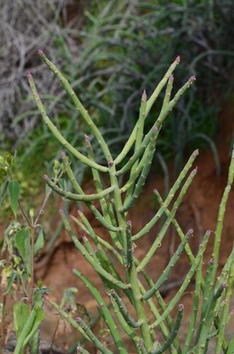 Euphorbia-gossypina-Ghazi-Kenya-2014 0062