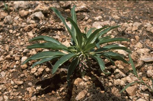 Euphorbia-hadramautica