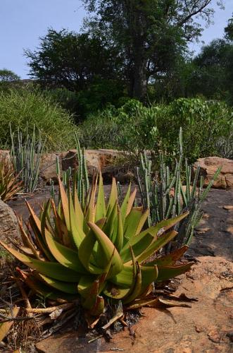 Euphorbia-heterochroma-Aloe-ukambensis-Ghazi-Kenya-2014 0075