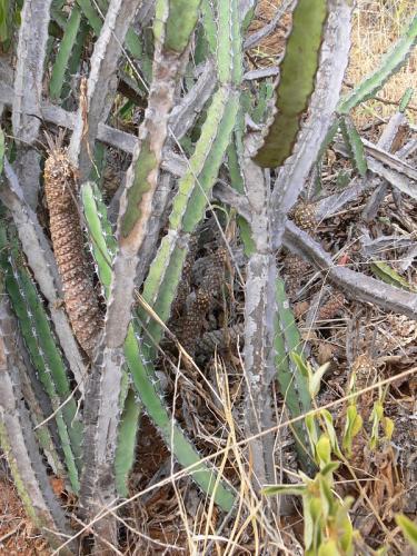 Euphorbia-heterochroma-Dorstenia-lancifolia-Ghazi-u-skoly-Kenya-2012 PV1607