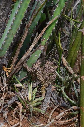 Euphorbia-heterochroma-Edithcolea-Ghazi-Kenya-2014 0092