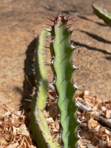 Euphorbia-heterochroma-Ghazi-GPS163-Kenya-2012 PV0089