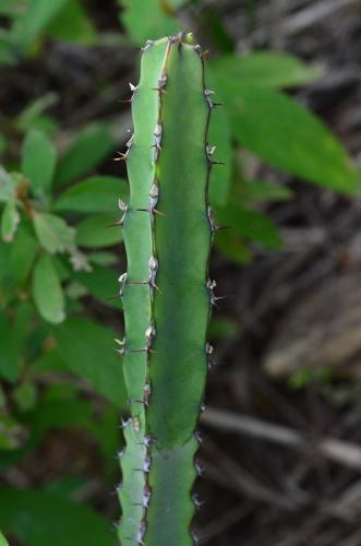 Euphorbia-heterochroma-Ghazi-Kenya-2014 0091