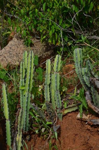 Euphorbia-heterochroma-Ghazi-Kenya-2014 0134