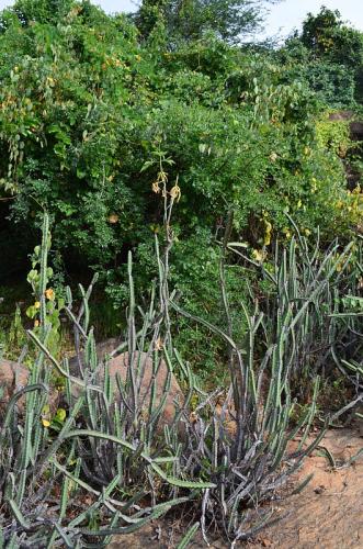 Euphorbia-heterochroma-Ghazi-Kenya-2014 0188