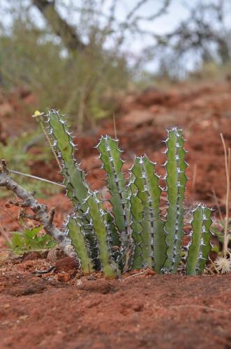 Euphorbia-heterochroma-Ghazi-u-skoly-Kenya-2014 1856