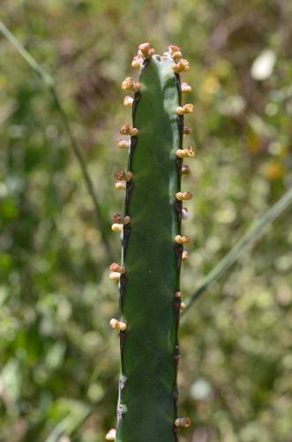 Euphorbia-heterochroma-Maktau-to-Voi-GPS185-z-2012-Kenya-2014 1829