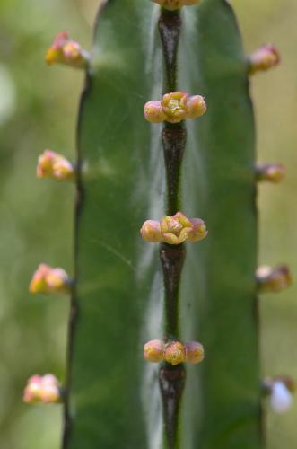 Euphorbia-heterochroma-Maktau-to-Voi-GPS185-z-2012-Kenya-2014 1830