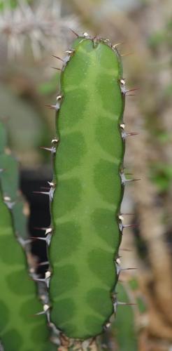 Euphorbia-heterochroma-tsavoensis-Kazigao-5988 04