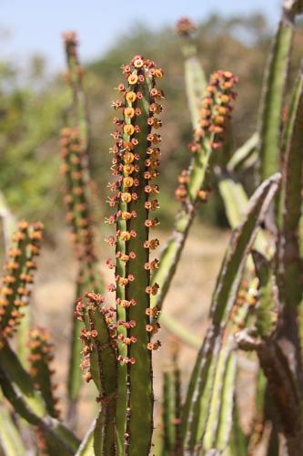 Euphorbia-heterochroma-v-tsavoensis-Kasigau-GPS183-Kenya-2014-Christian-IMG 3988