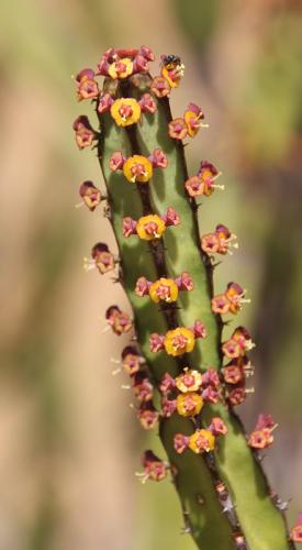 Euphorbia-heterochroma-v-tsavoensis-Kasigau-GPS183-Kenya-2014-Christian-IMG 3995