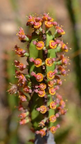 Euphorbia-heterochroma-v-tsavoensis-Kasigau-GPS183-Kenya-2014 1583