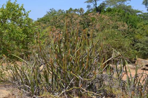 Euphorbia-heterochroma-v-tsavoensis-Kasigau-GPS183-Kenya-2014 1599