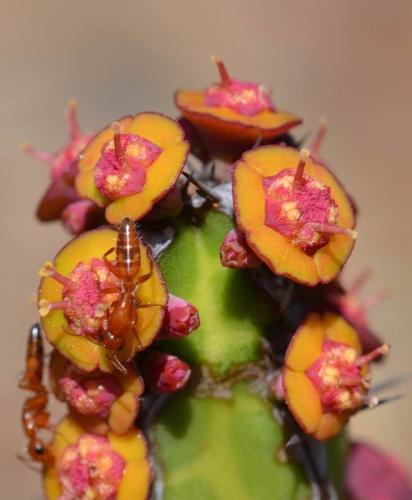 Euphorbia-heterochroma-v-tsavoensis-Kasigau-GPS183-Kenya-2014 1670