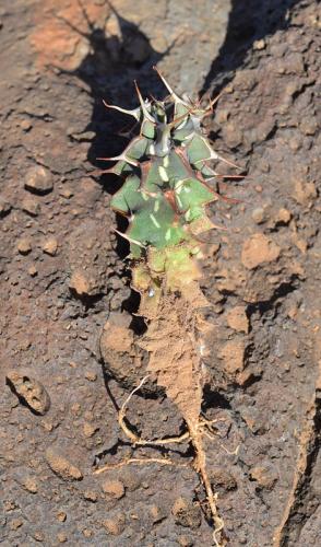 Euphorbia-kalisana-Marsabit-severne-16km-GPS173-o-2km-dale-Kenya-2014 0741