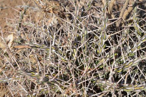 Euphorbia-kalisana-Marsabit-severne-16km-GPS173-o-2km-dale-Kenya-2014 0756