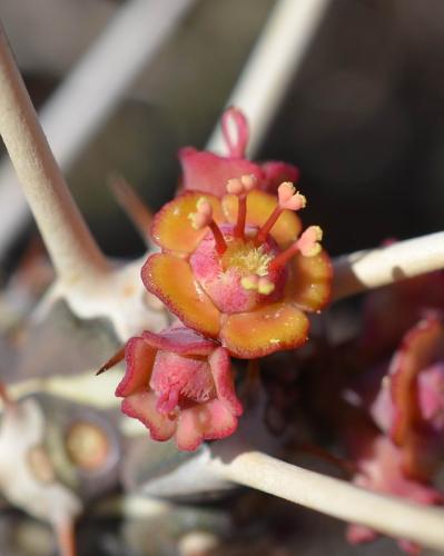 Euphorbia-kalisana-Marsabit-severne-16km-GPS173-o-2km-dale-Kenya-2014 0763