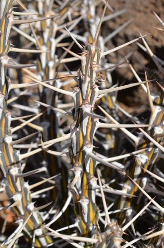 Euphorbia-kalisana-Marsabit-severne-16km-GPS173-o-2km-dale-Kenya-2014 0795