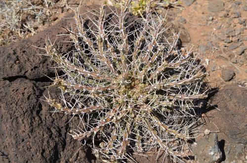 Euphorbia-kalisana-Marsabit-severne-16km-GPS173-o-2km-dale-Kenya-2014 0830