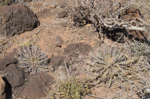 Euphorbia-kalisana-Marsabit-severne-16km-GPS173-o-2km-dale-Kenya-2014 0836